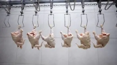 Depenadeira de aves: tudo sobre o equipamento industrial