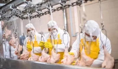 Depenadeira de aves: tudo sobre o equipamento industrial
